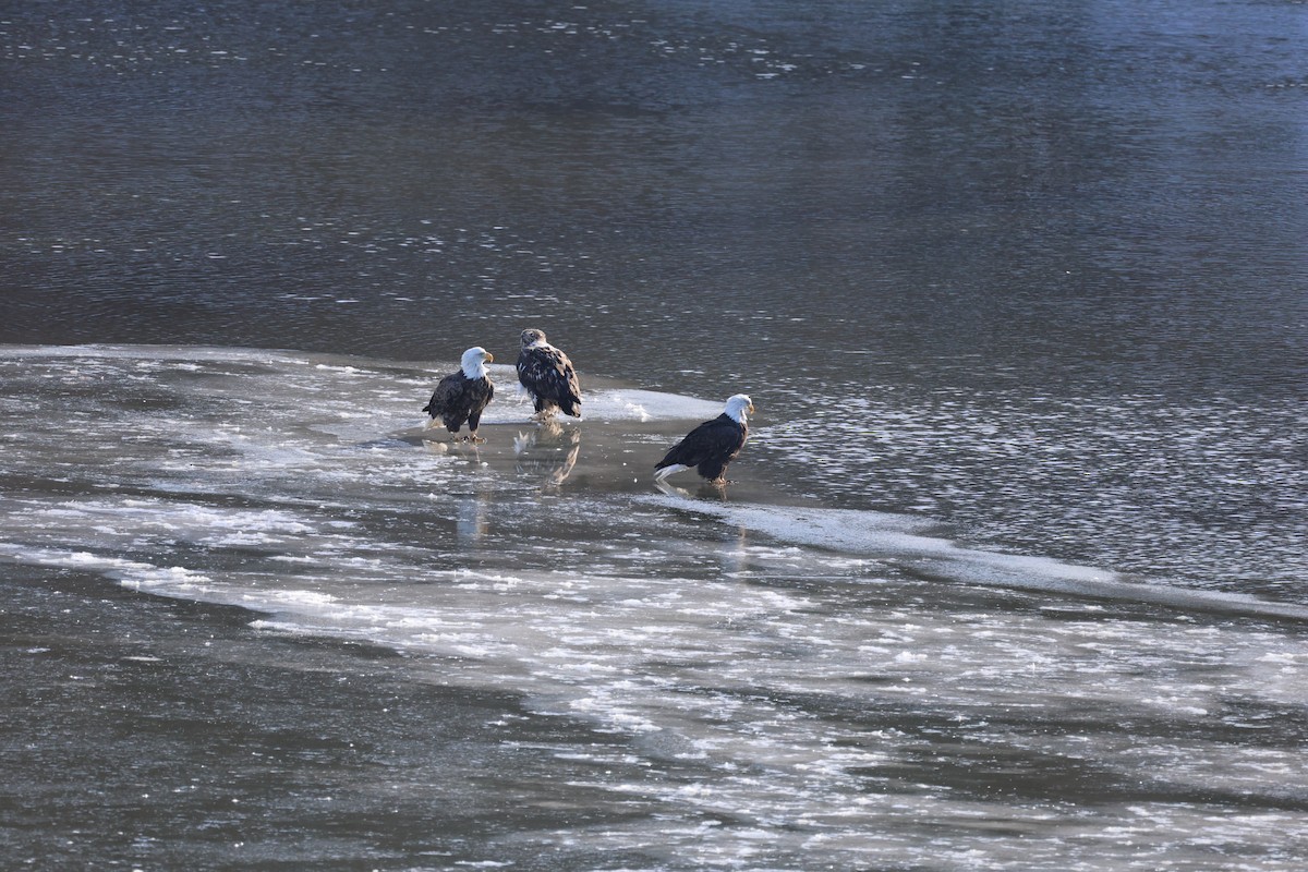 Bald Eagle - ML646998552