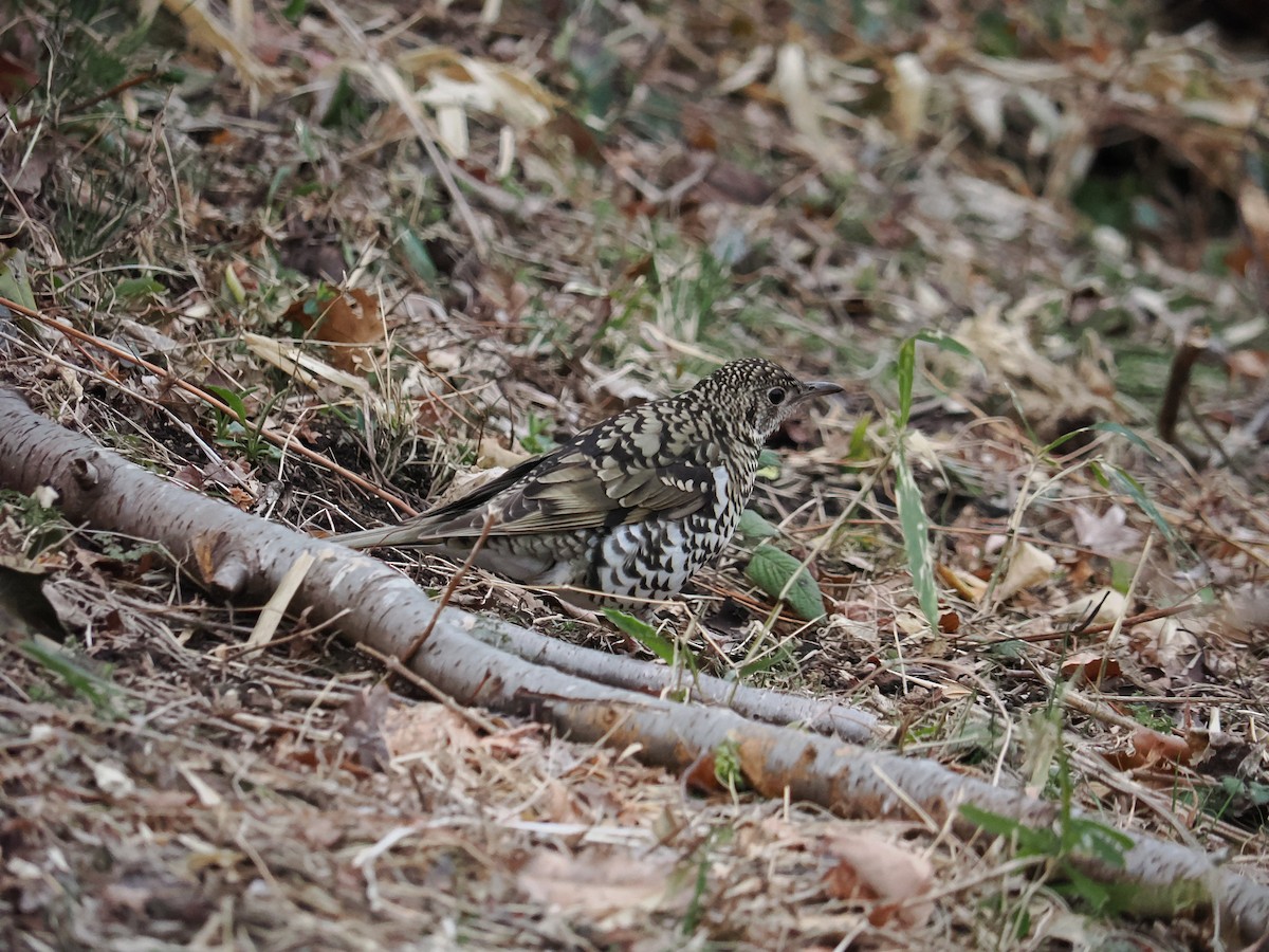 White's Thrush - ML646998553