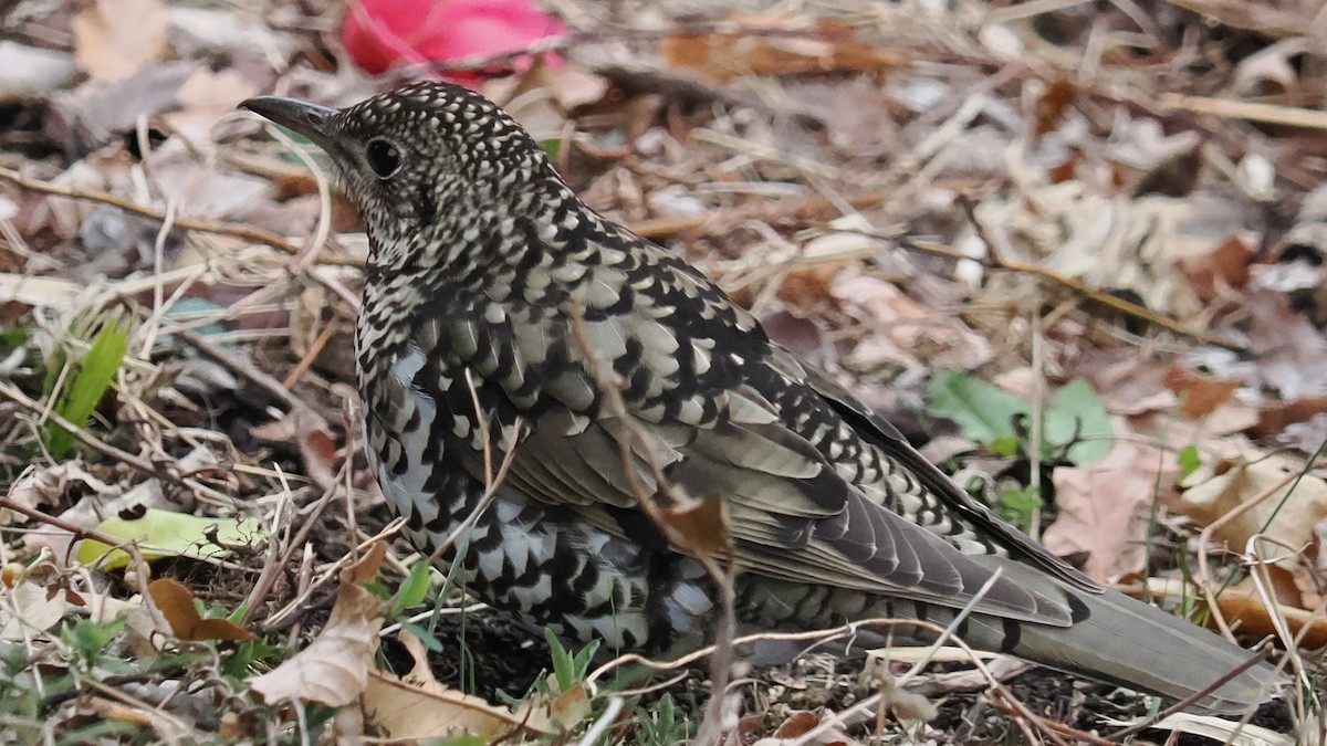 White's Thrush - ML646998554