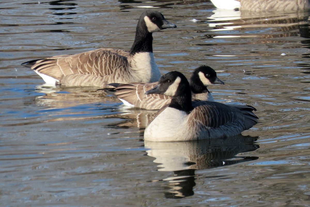 berneška malá - ML646998555