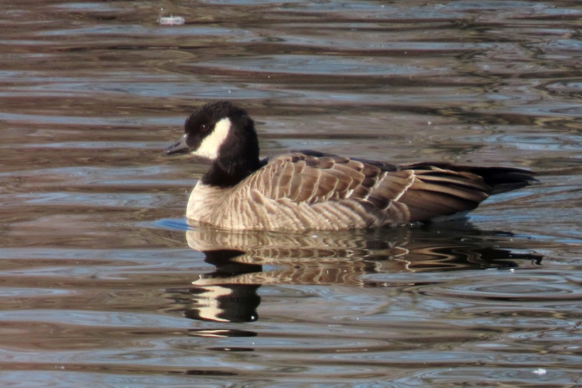 berneška malá - ML646998557