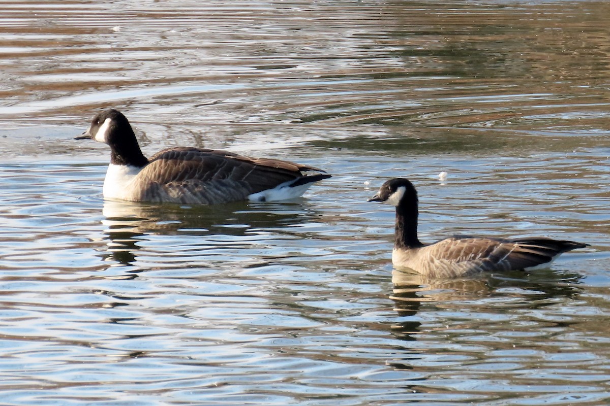 berneška malá - ML646998558