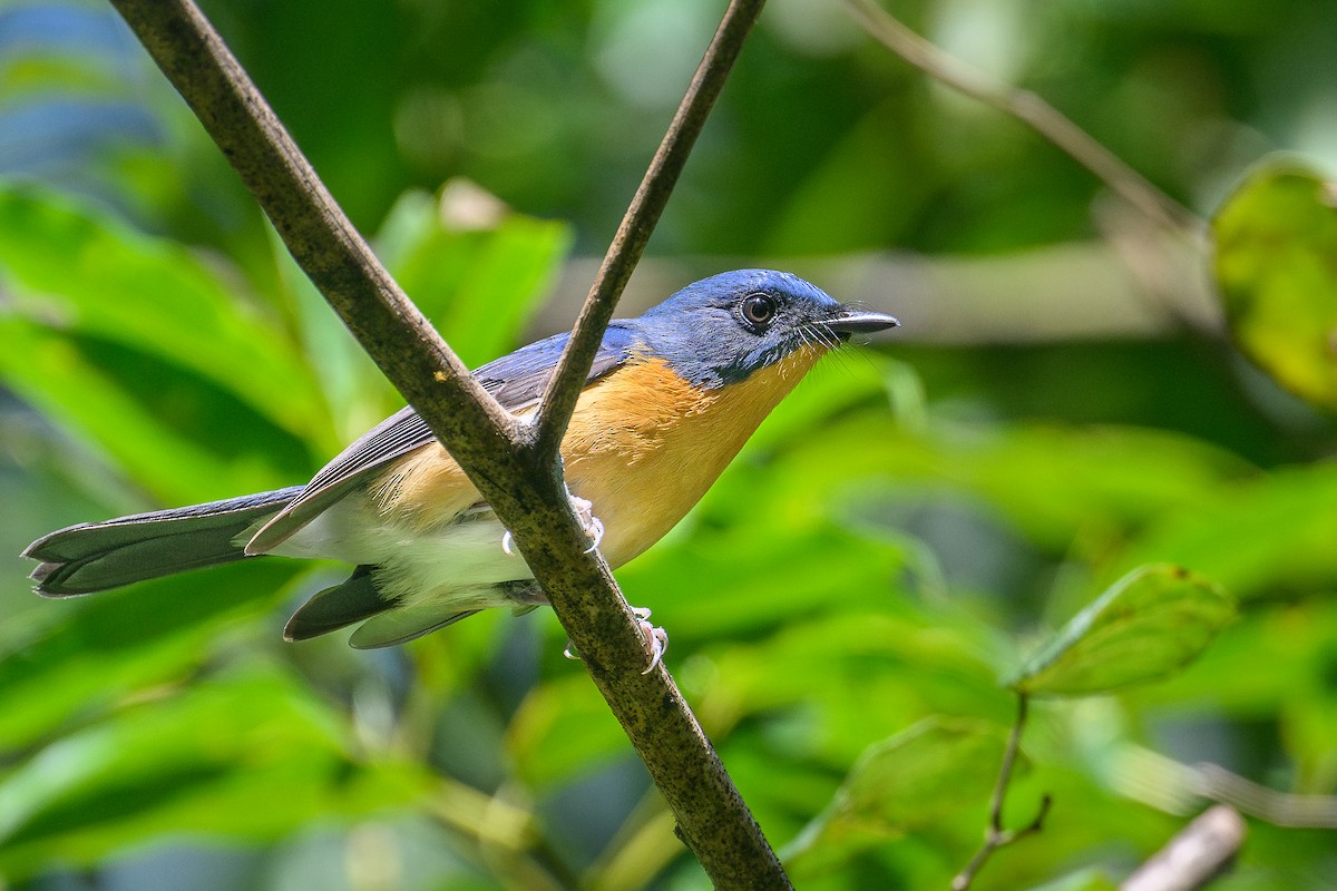 Hill Blue Flycatcher - ML646998569