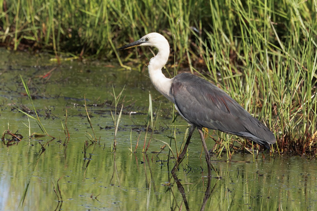 Weißhalsreiher - ML646998576