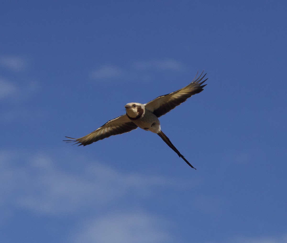 Yetapa Tiranı - ML646998578