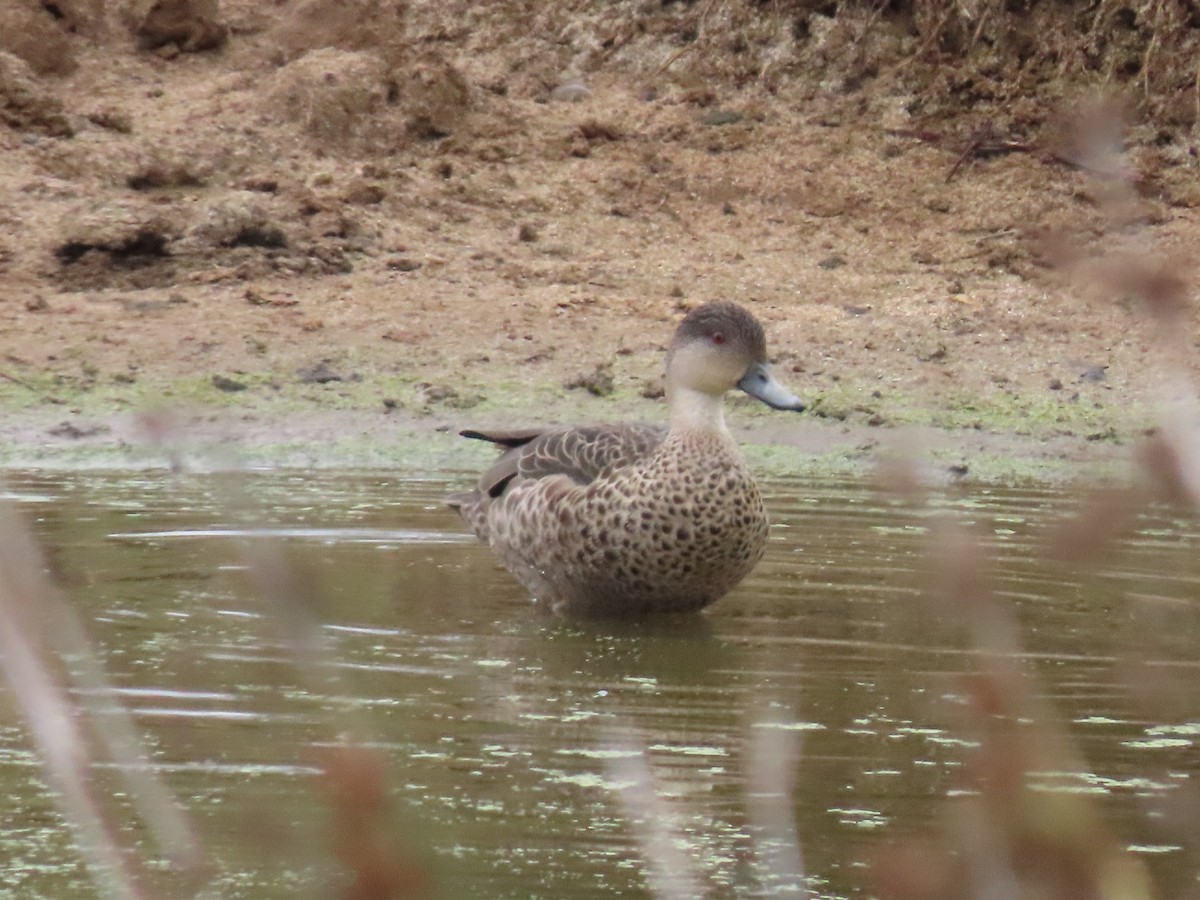 Gray Teal - ML646998579