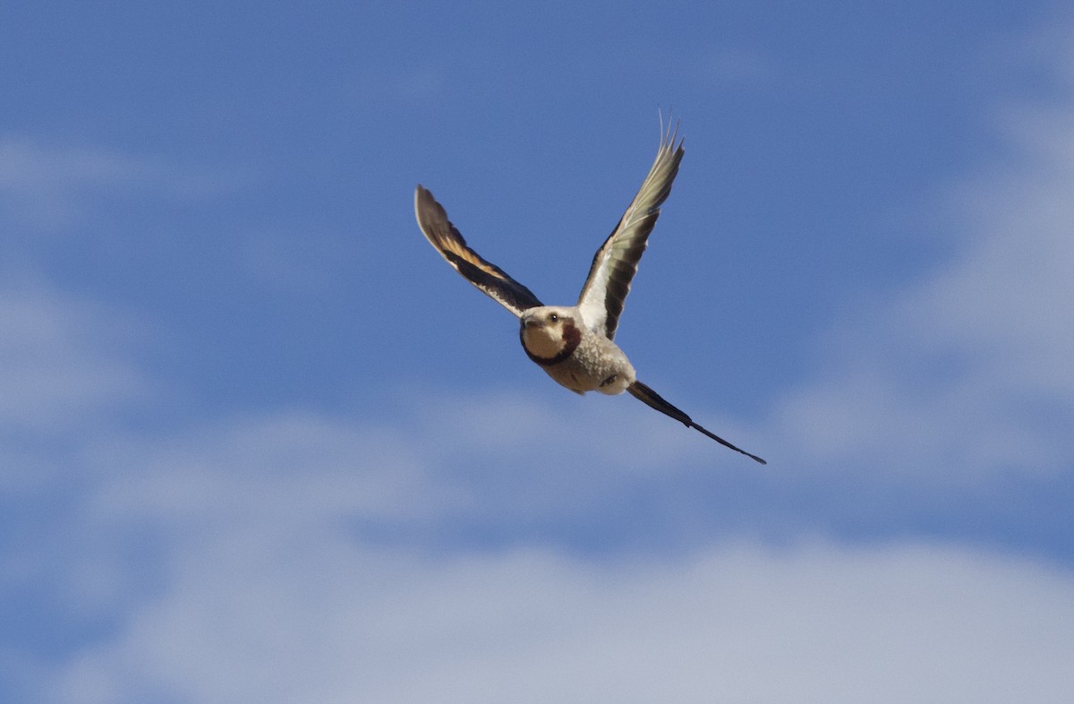 Yetapa Tiranı - ML646998580