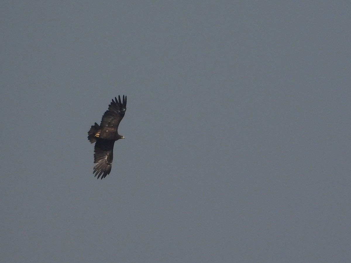 Greater Spotted Eagle - ML646998583