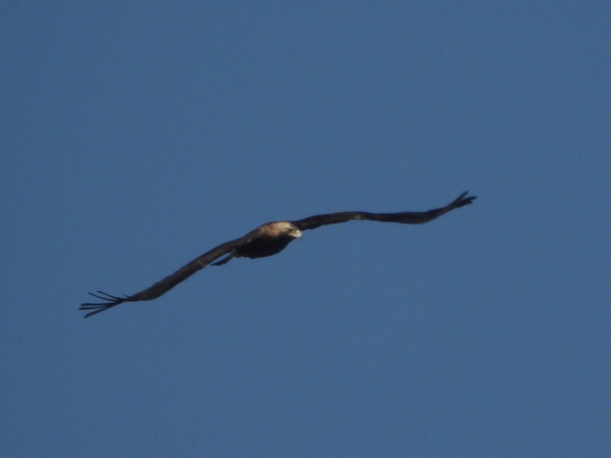 Imperial Eagle - ML646998585