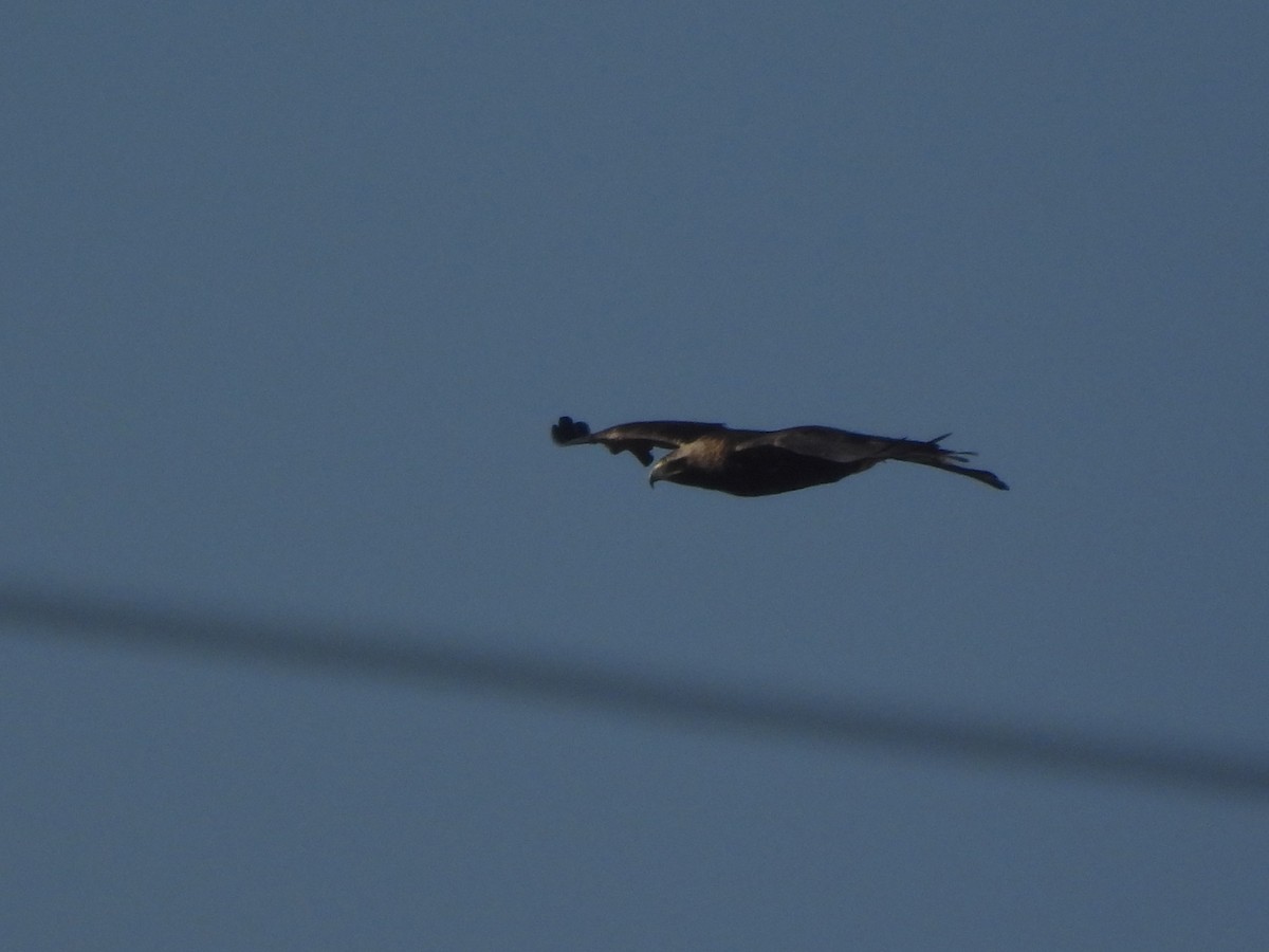 Imperial Eagle - ML646998586