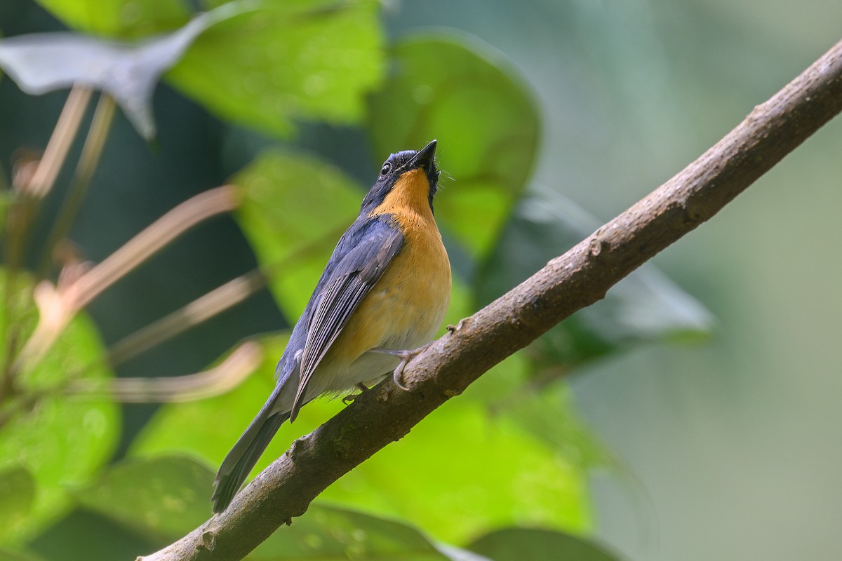 Hill Blue Flycatcher - ML646998589