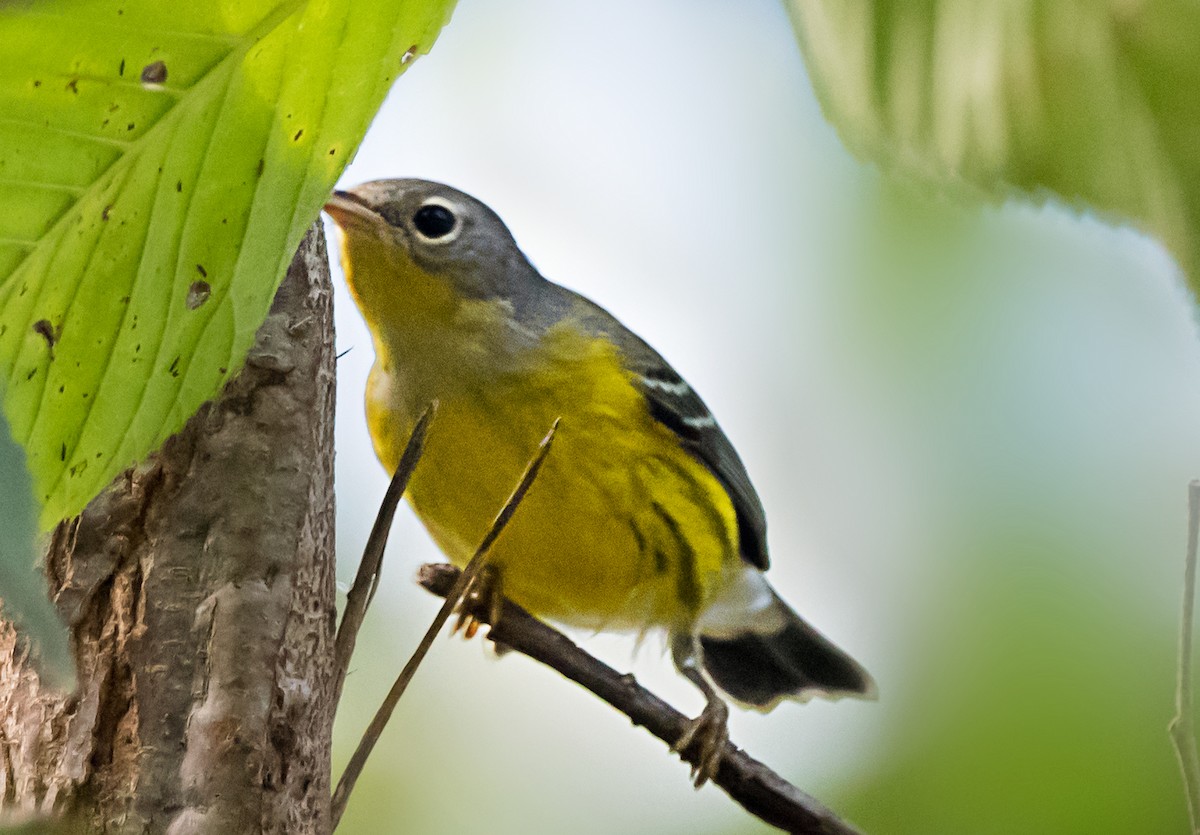 Magnolia Warbler - ML646998591