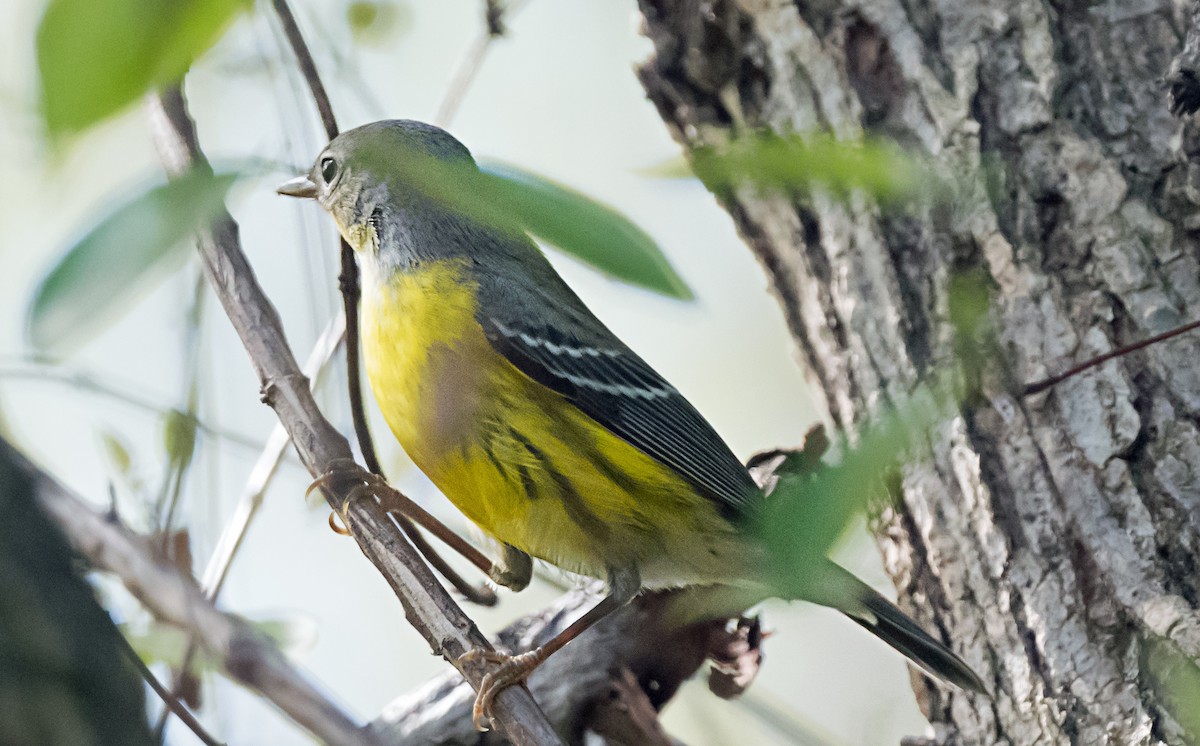 Magnolia Warbler - ML646998592