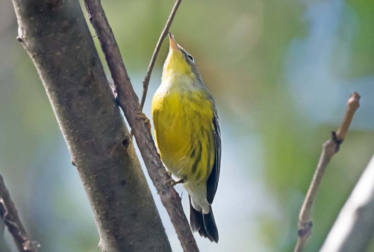 Magnolia Warbler - ML646998593