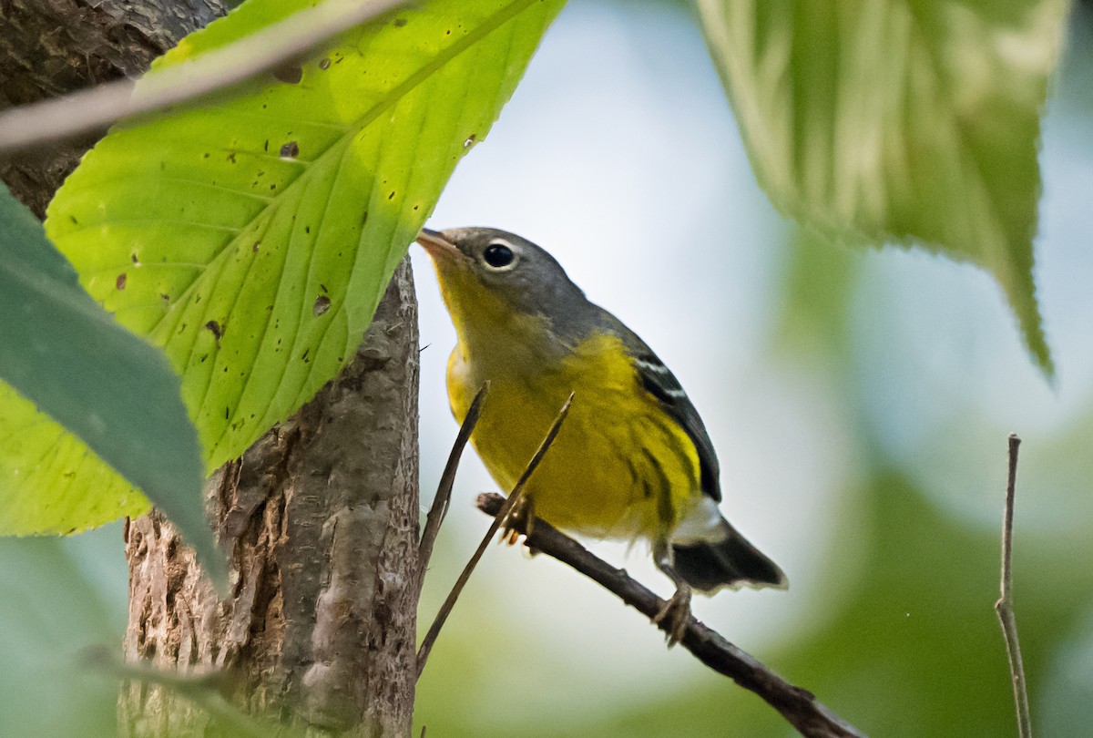 Magnolia Warbler - ML646998594