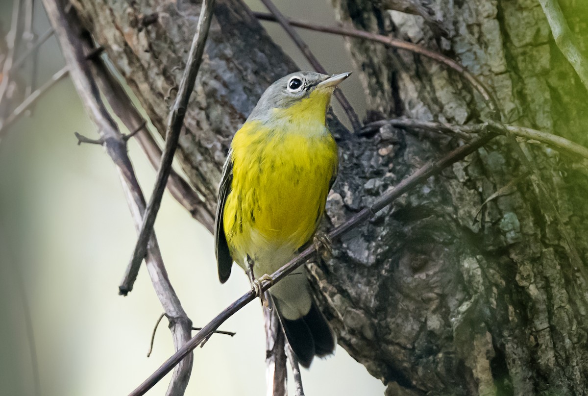 Magnolia Warbler - ML646998595