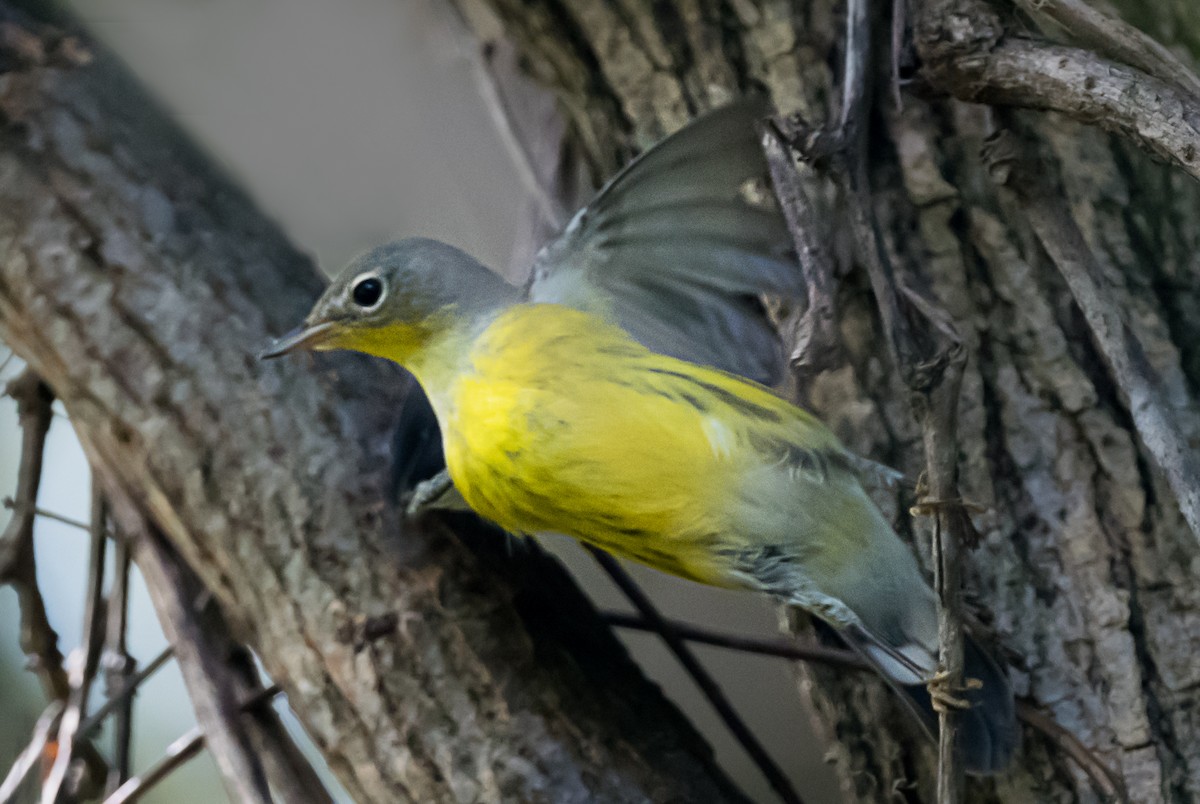 Magnolia Warbler - ML646998596