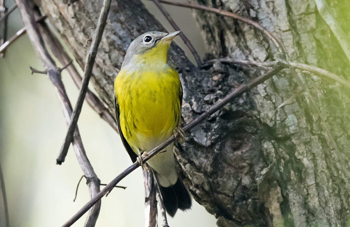 Magnolia Warbler - ML646998597