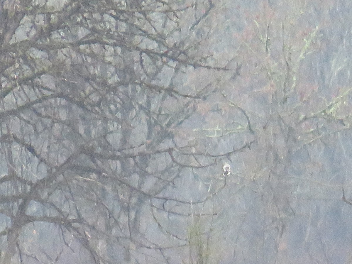 Сорокопуд північний - ML646998598