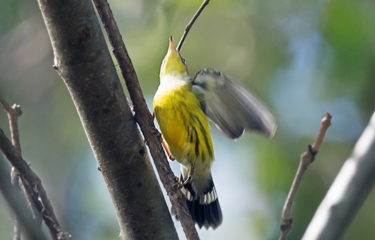 Magnolia Warbler - ML646998599