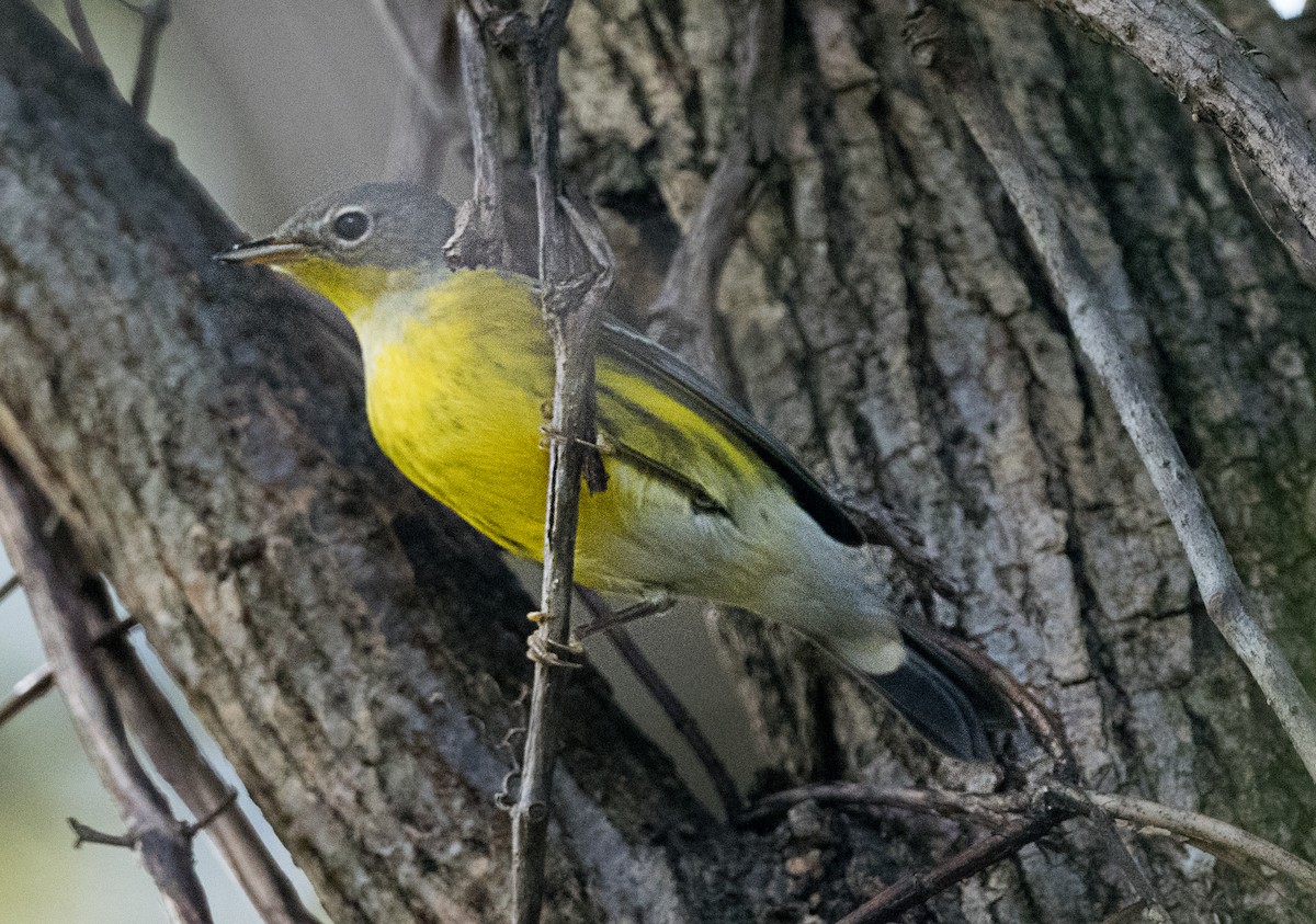 Magnolia Warbler - ML646998600