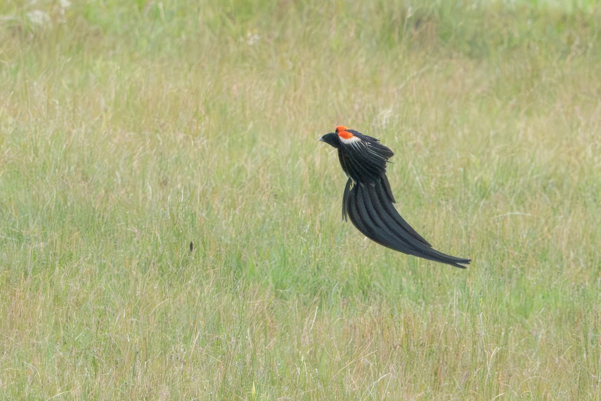 Long-tailed Widowbird - ML646998601