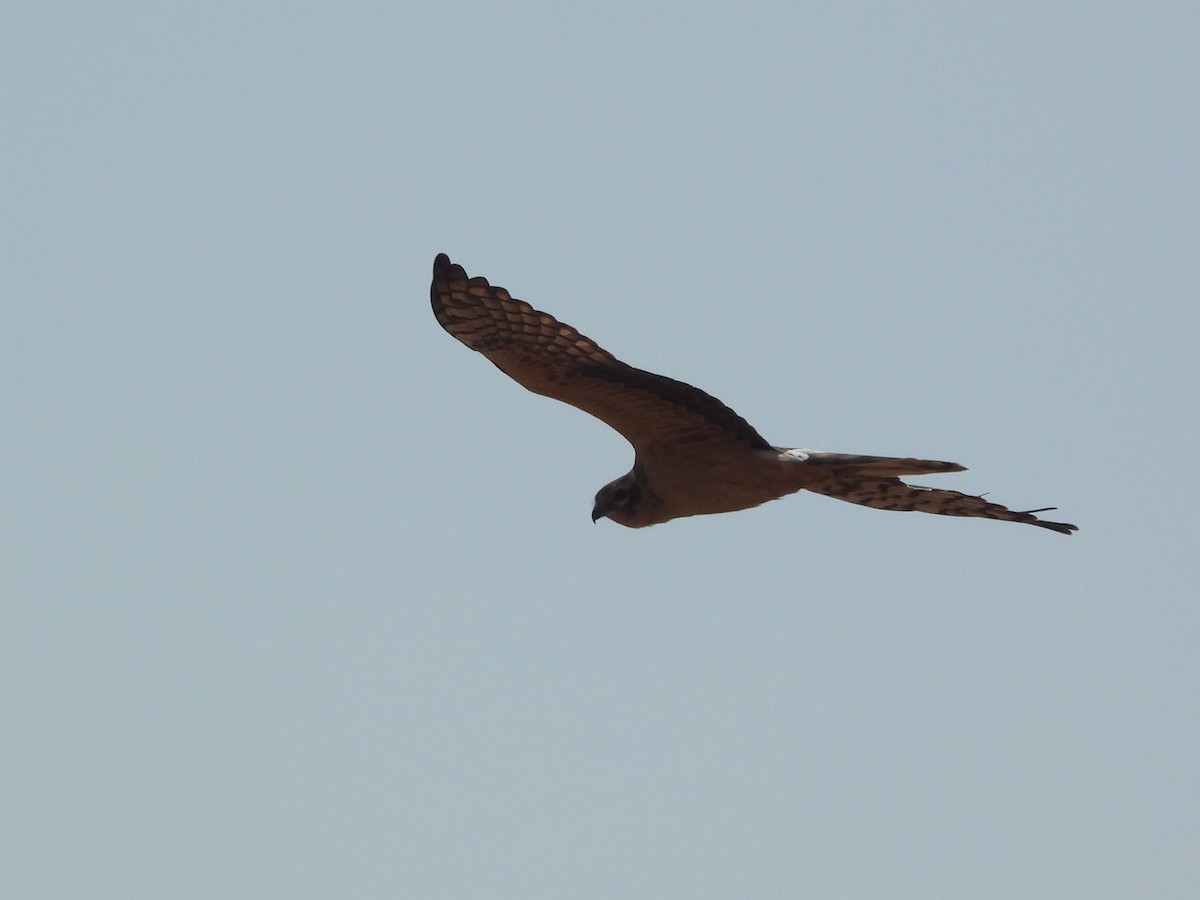 Pallid Harrier - ML646998602