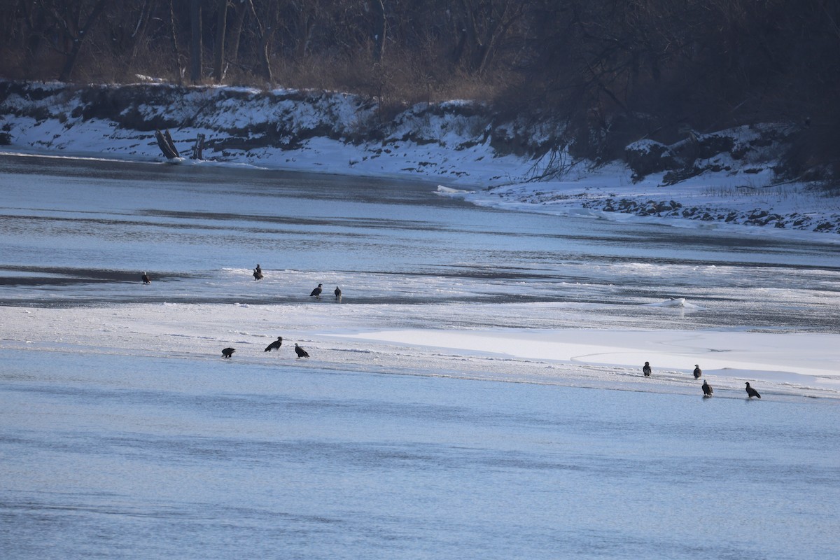 Bald Eagle - ML646998606