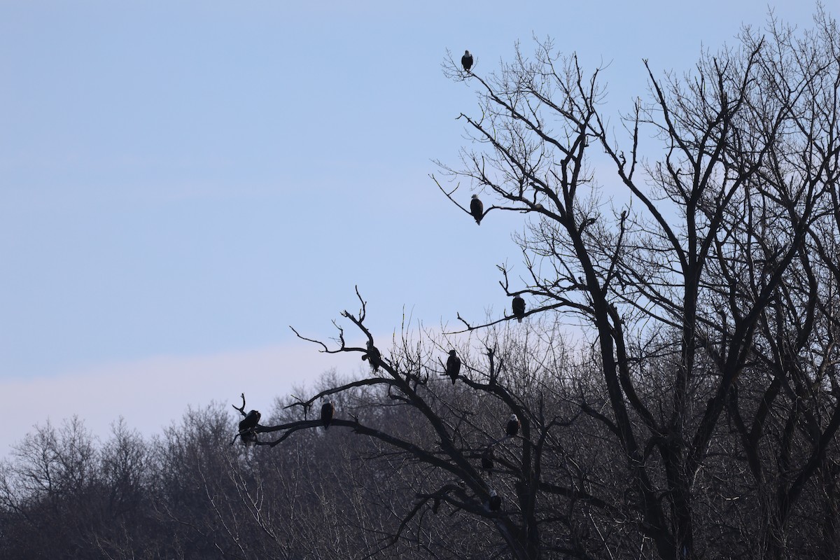 Bald Eagle - ML646998607