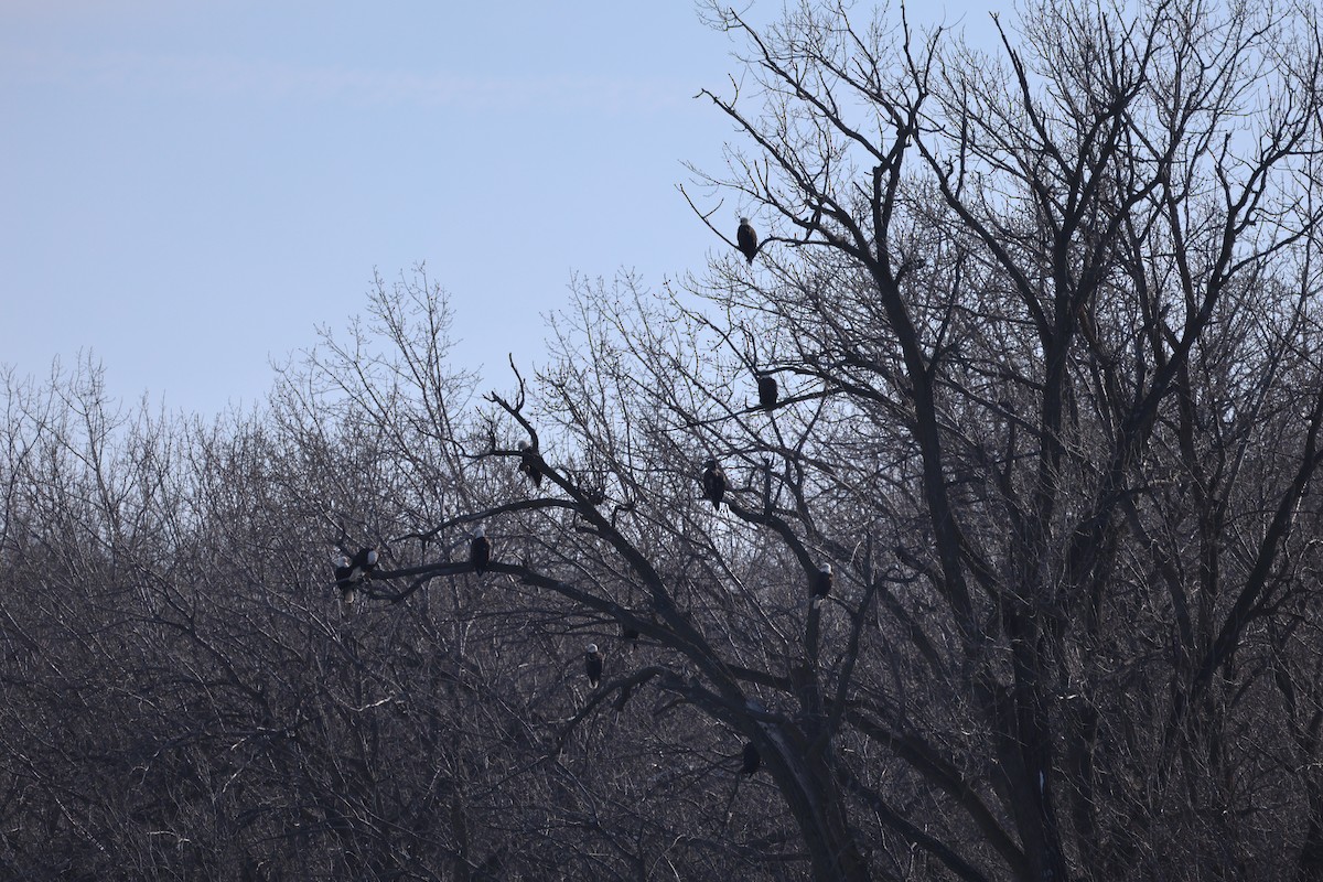 Bald Eagle - ML646998608
