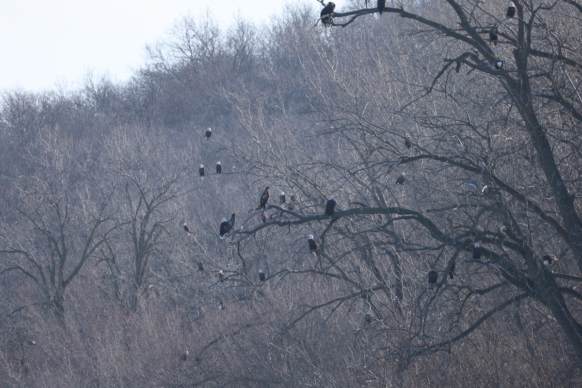 Bald Eagle - ML646998609
