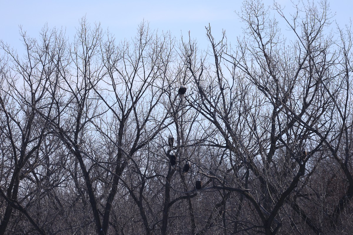 Bald Eagle - ML646998610