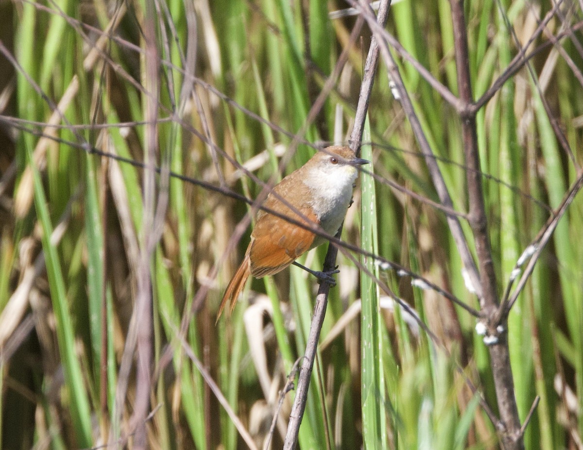 Sarı Gıdılı Dikenkuyruk - ML646998611