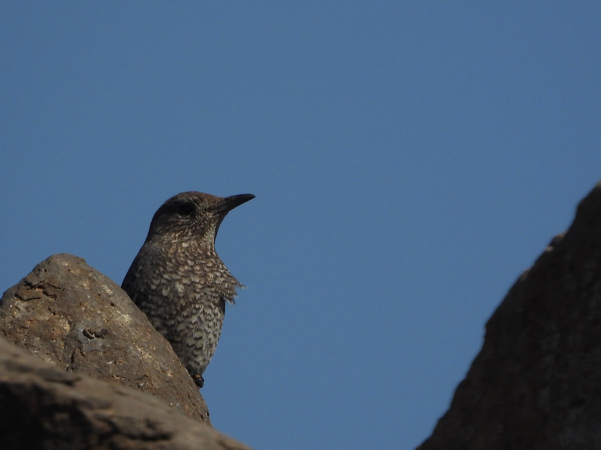 Blue Rock-Thrush - ML646998612