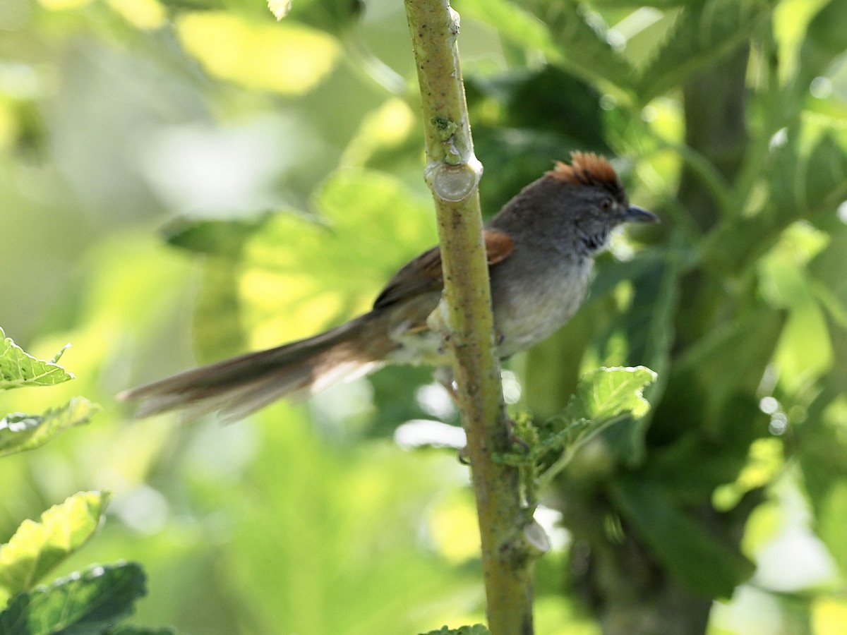Pijuí Pechiblanco - ML646998613