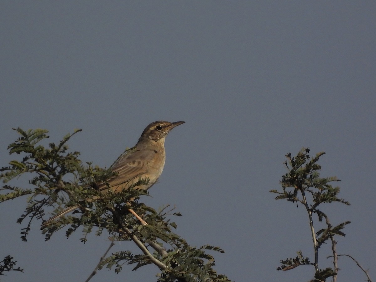 Long-billed Pipit - ML646998618