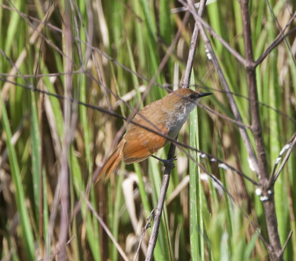 Sarı Gıdılı Dikenkuyruk - ML646998619