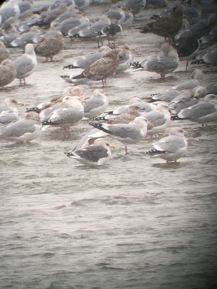 Lesser Black-backed Gull - ML646998621