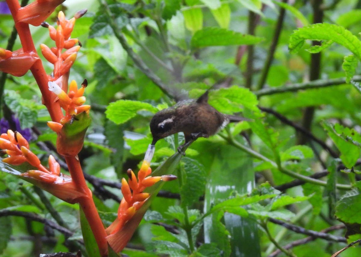 Speckled Hummingbird - ML646998622