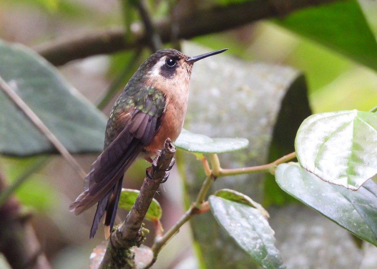 Speckled Hummingbird - ML646998623