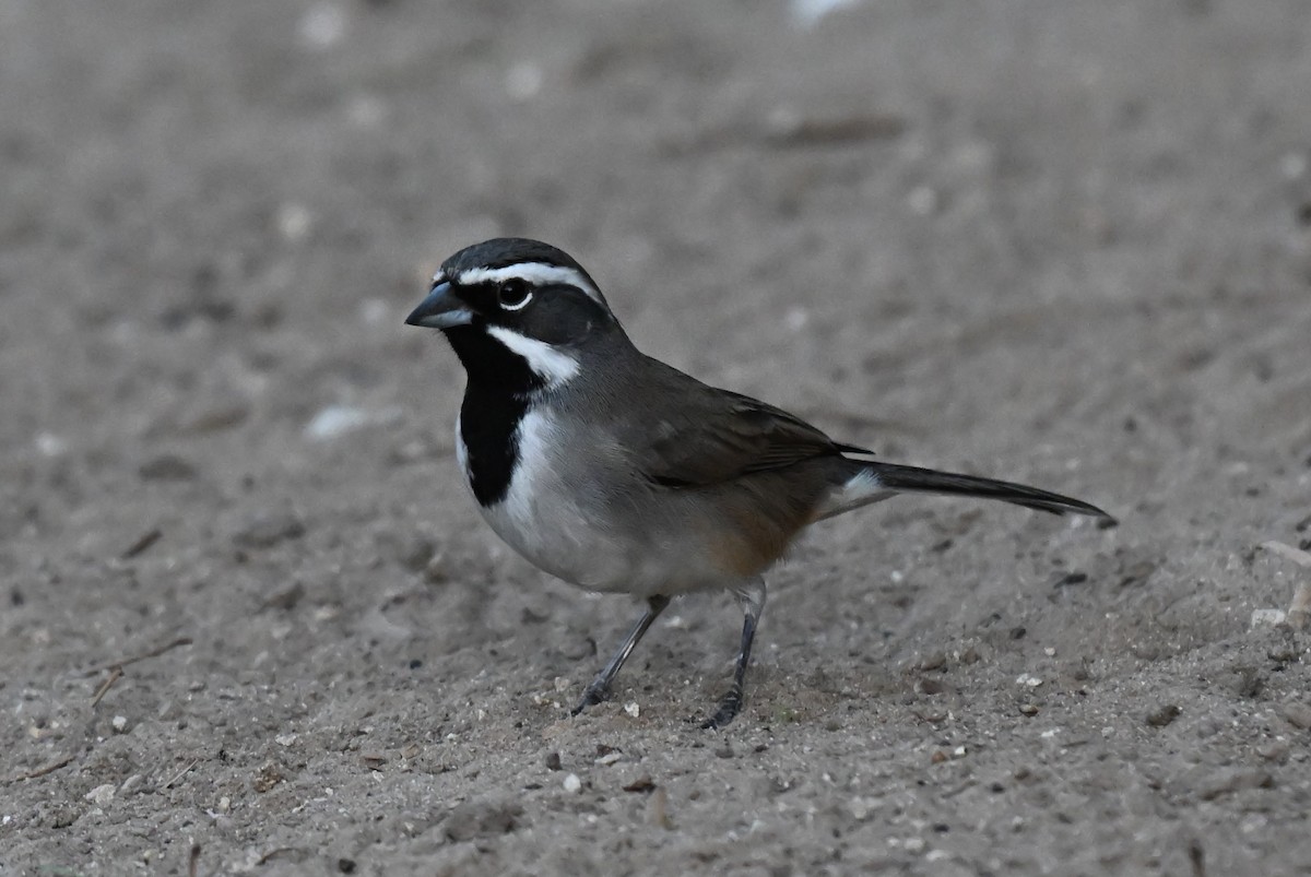 Black-throated Sparrow - ML646998624