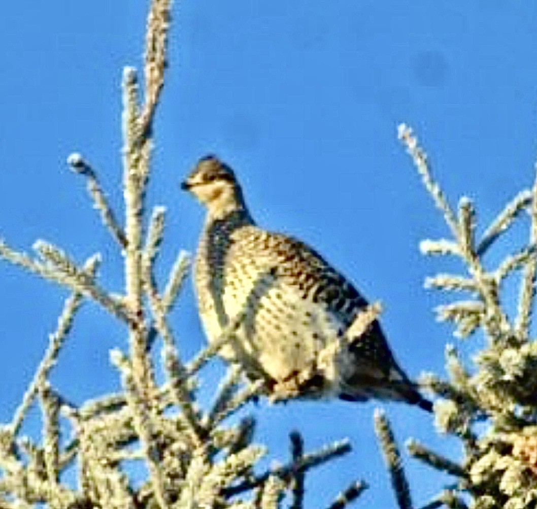 Gallo de las Praderas Rabudo - ML646998626