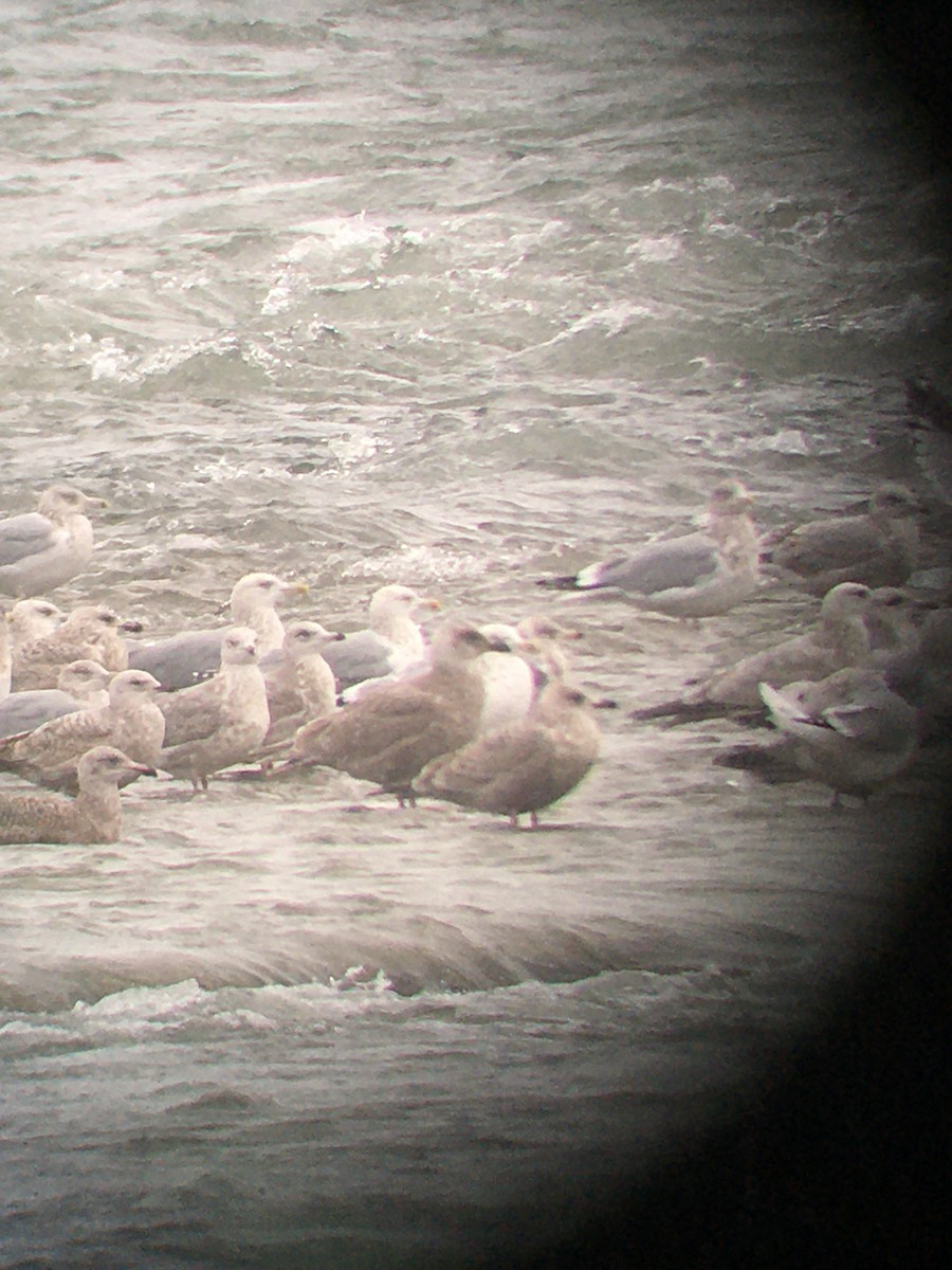 Glaucous-winged Gull - ML646998645