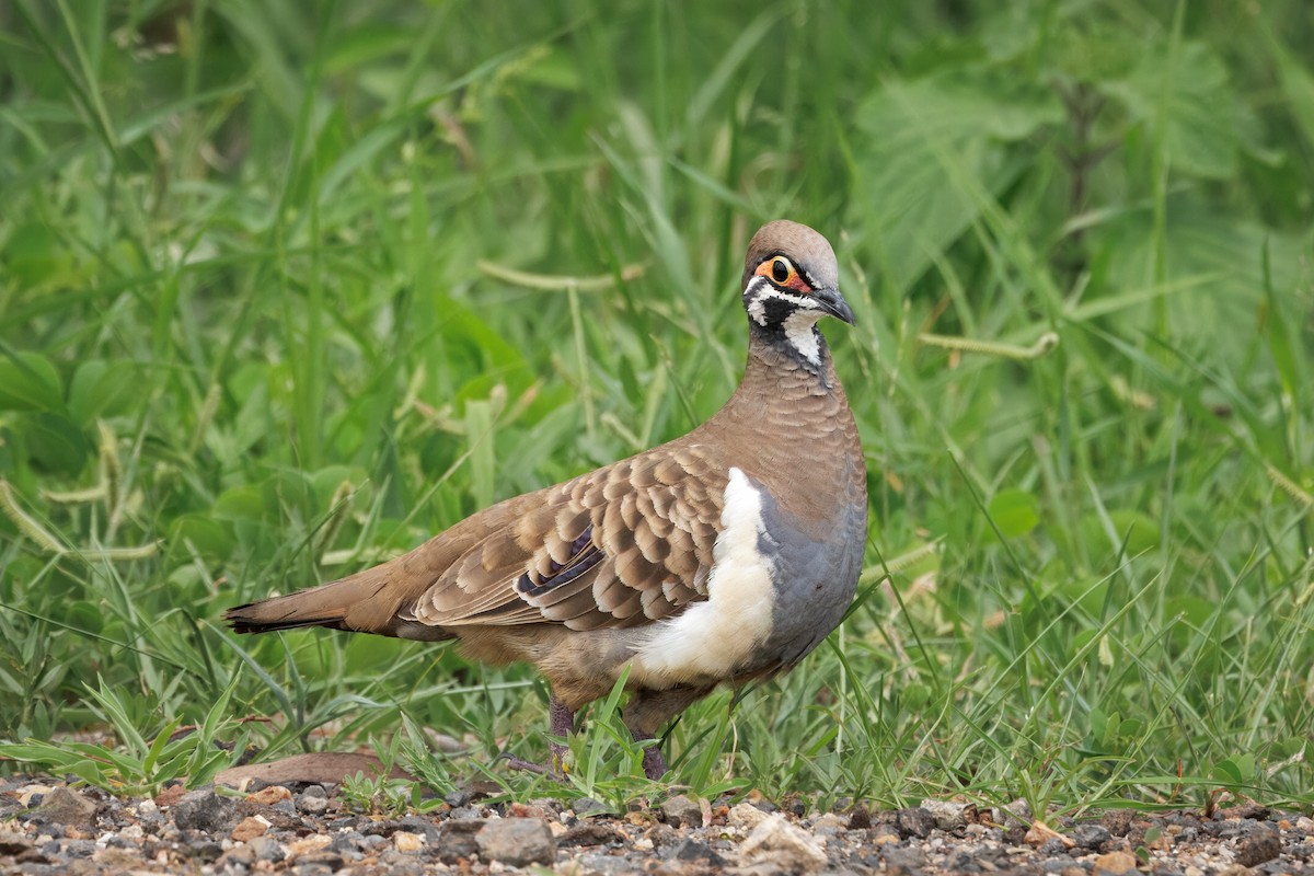 Buchstabentaube - ML646998651