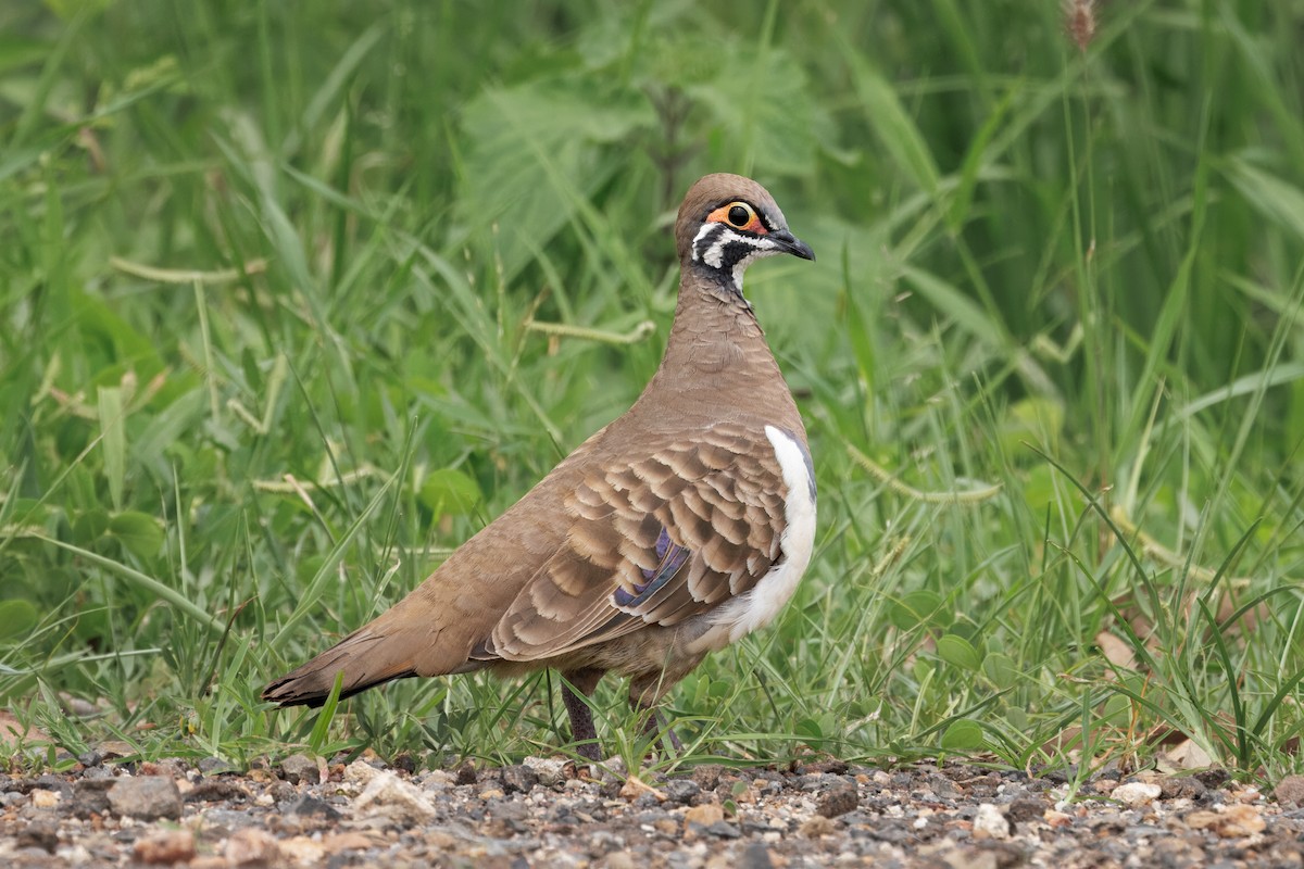 Buchstabentaube - ML646998652