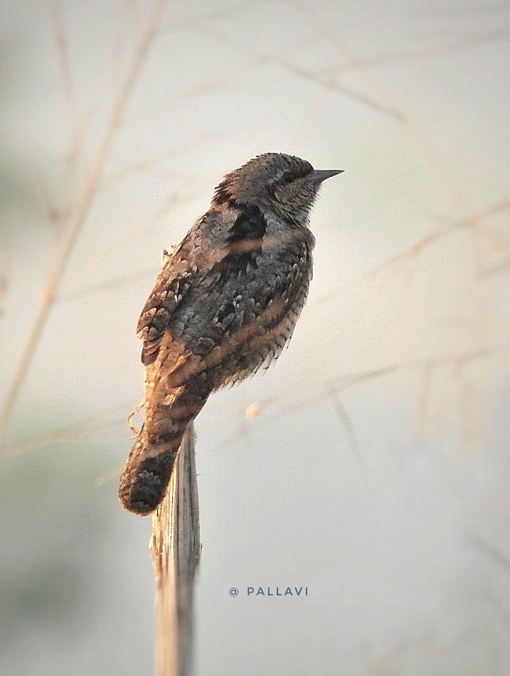 Крутиголовка звичайна - ML646998653