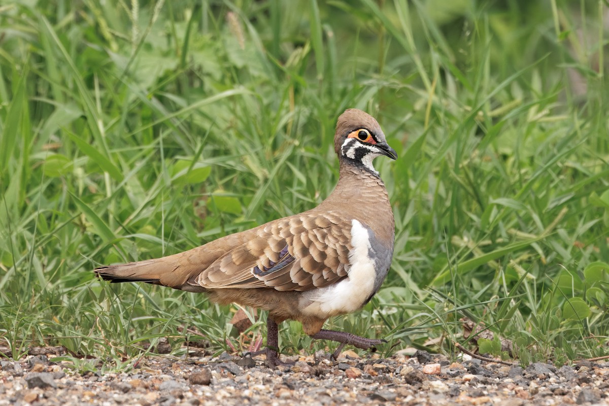 Buchstabentaube - ML646998654