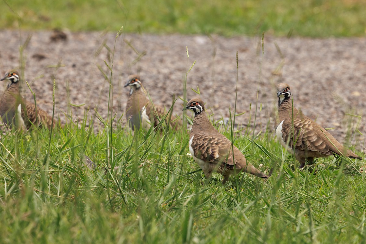 Buchstabentaube - ML646998655
