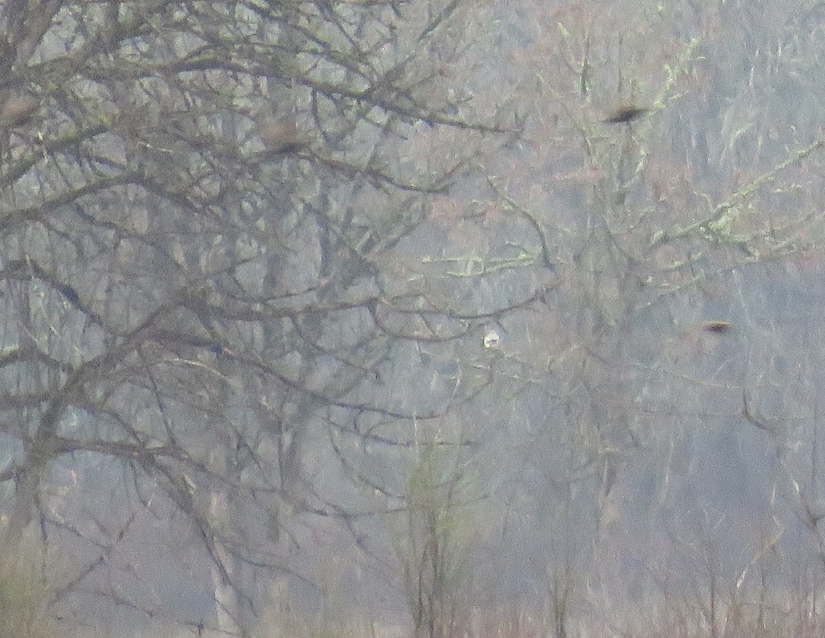 Сорокопуд північний - ML646998657