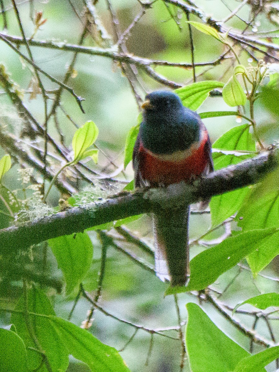 Collared Trogon - ML646998662